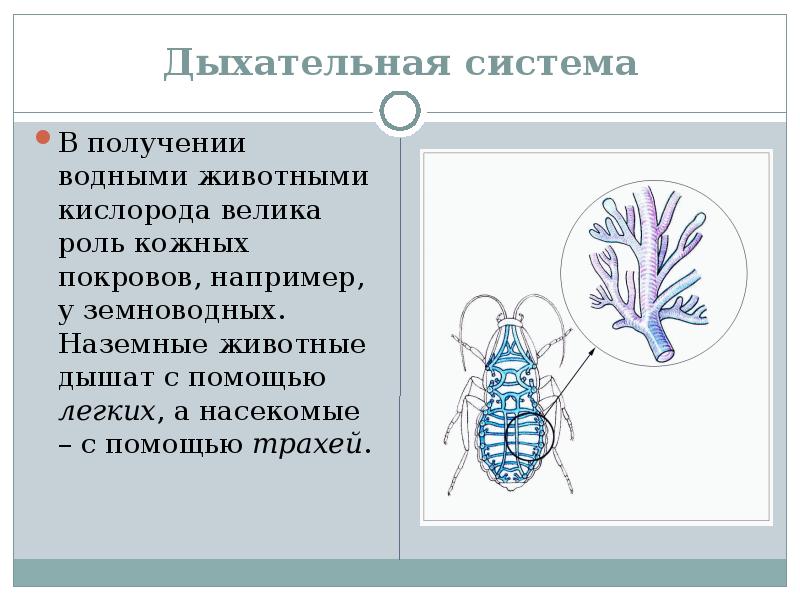 Презентация на тему органы дыхания животных