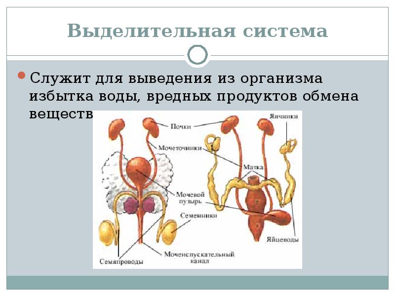 Половая система рисунок