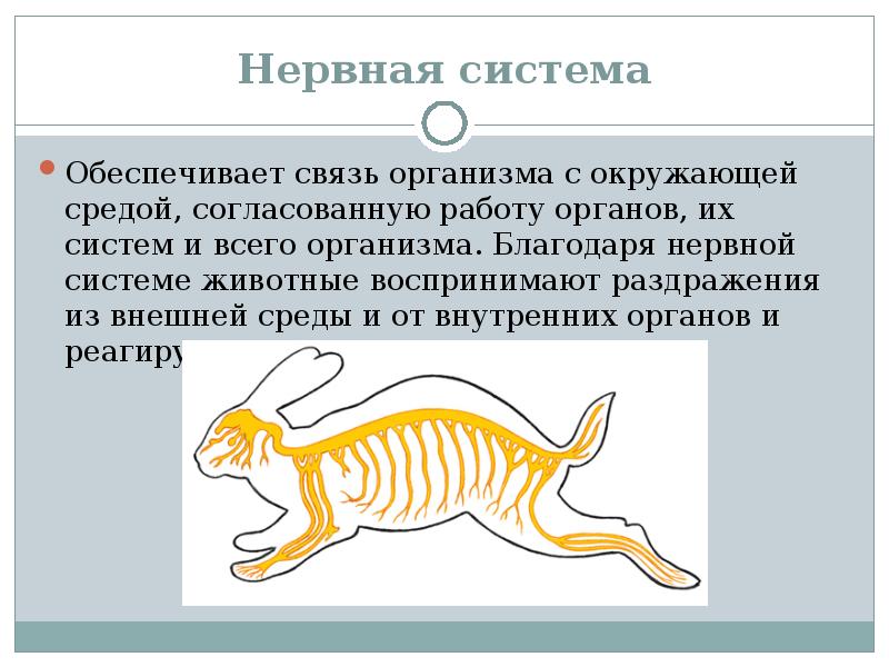 Функции нервной системы животных кратко. Нервная система органов животного. Нервная система зверей.