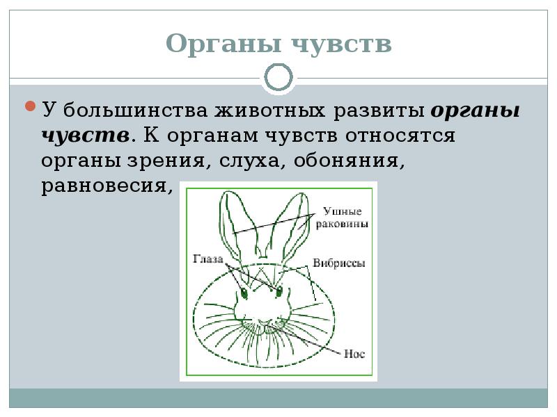 Ощущение большинство. Органы чувств животных. Органы чувств у большинства животных. Какие органы чувств есть у животных. Органы чувств есть у большинства зверей.