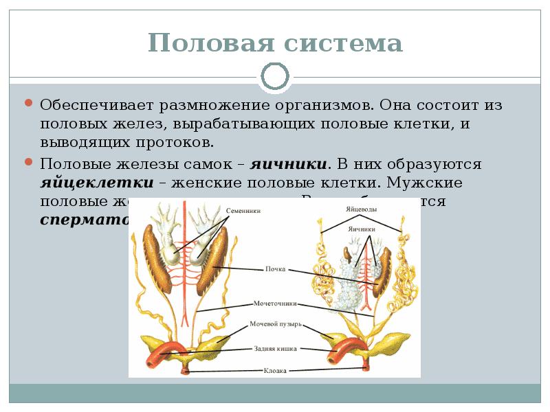 Презентация органы размножения человека 8 класс презентация