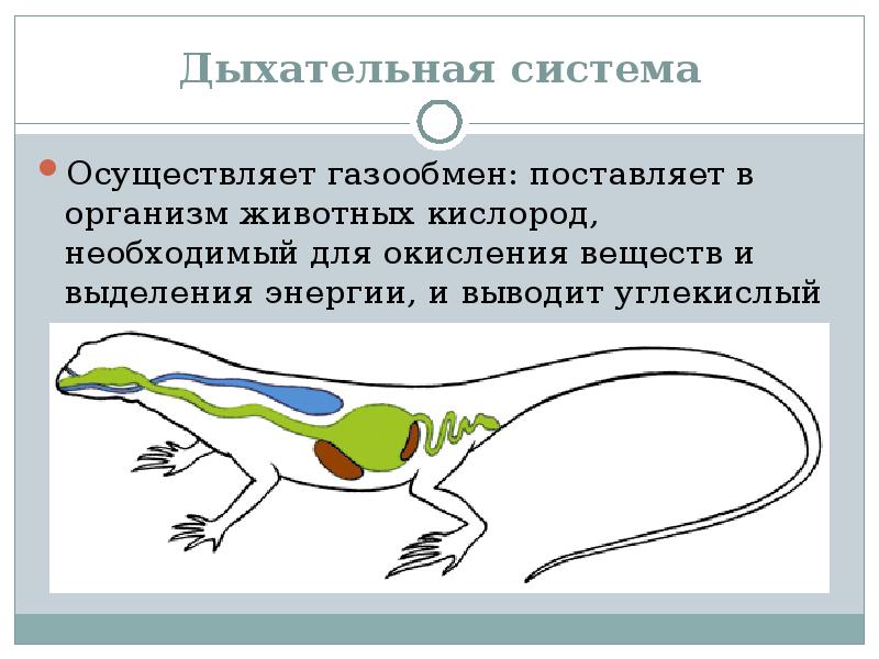 Системы органов животных. Дыхательная система органов животных. Строение дыхательной системы животных. Схема дыхательной системы животных. Особенности строения дыхательной системы животных.