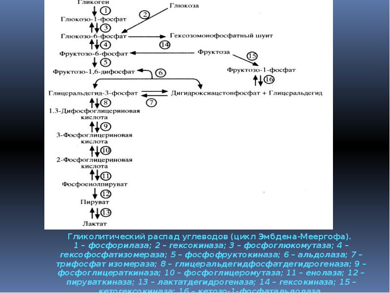 Гормоны презентация по биохимии