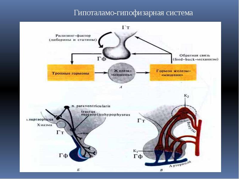 Презентация гормоны биология