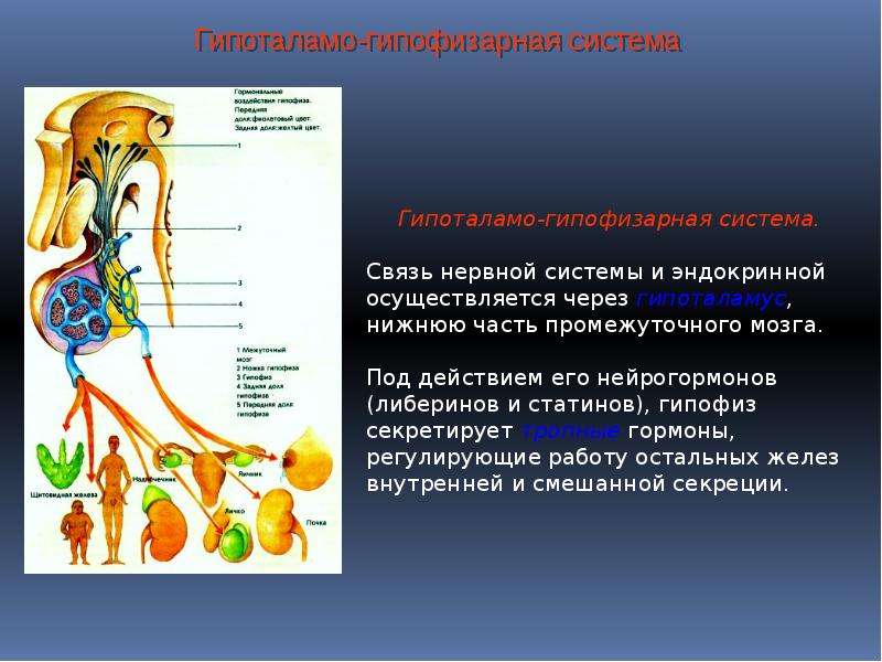 Презентация гормоны биология