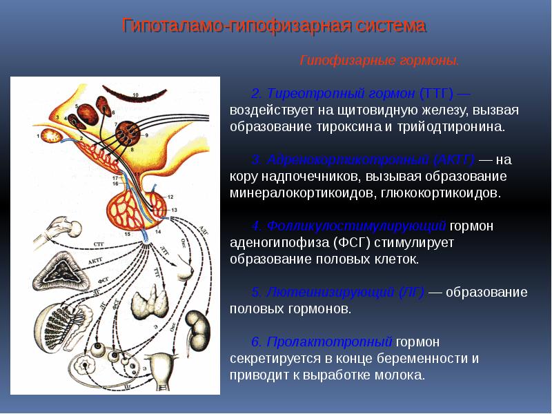 Гормоноподобные вещества презентация