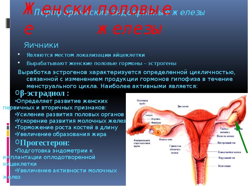 Порно Женский Гормон