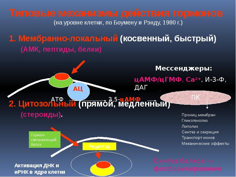 Гормоноподобные вещества презентация