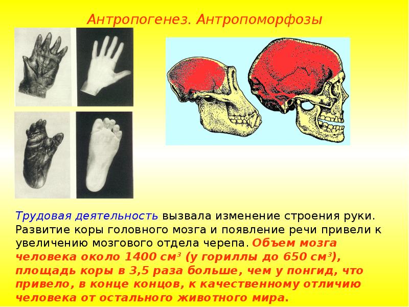 Какое изменение в строении. Антропоморфозы Трудовая деятельность. Антропогенез антропоморфозы. Объем мозга. Антропоморфозы трудовой деятельности человека.