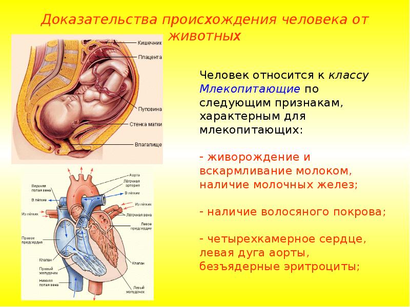 Человек животное доказательство. Доказательства происхождения от животных. Доказательства происхождения человека от животного. Физиологические доказательства происхождения человека. Доказательства происхождения человека от млекопитающих животных..