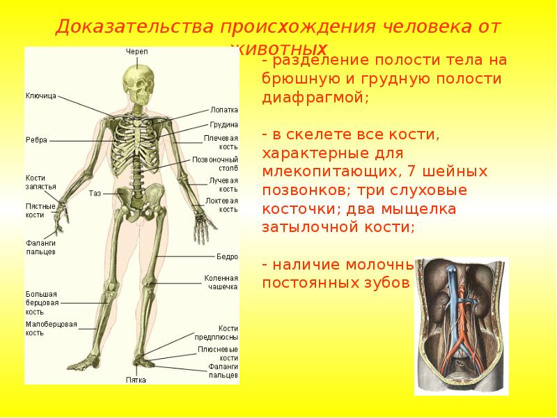 Презентация доказательство происхождения человека от животных