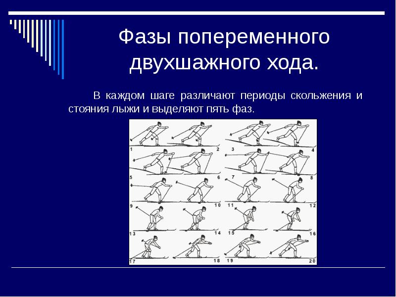 Фазы ходов. 5 Фаз попеременного двухшажного хода.