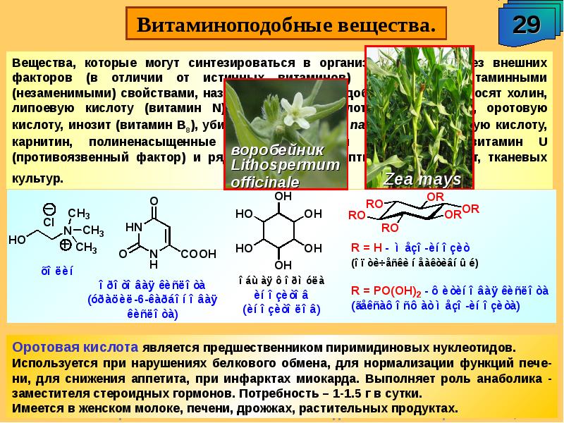 Витамины и витаминоподобные вещества презентация