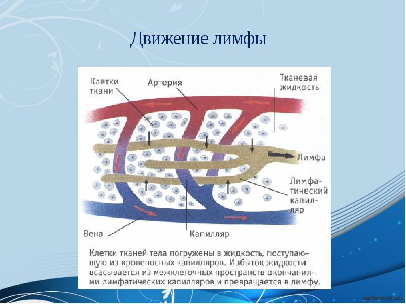 На рисунке изображен фрагмент кровеносного капилляра какой процесс протекает в кровеносном сосуде