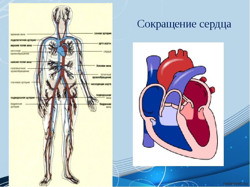 сердечный цикл 3 фаза гемодинамика. сокращение мышц сердца называется. фазы сердечного цикла систола и диастола. цикл сердечной деятельности схема. систола предсердий желудочки расслабляются.