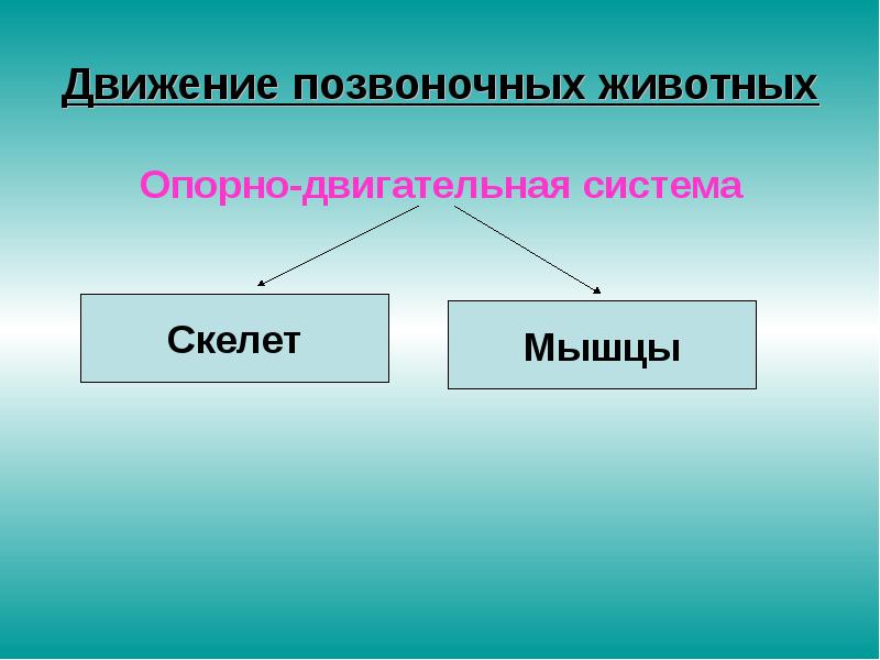 Передвижение животных. Движение позвоночных животных. Органы движения у позвоночных животных. Способы передвижения позвоночных животных. Движение позвоночных и беспозвоночных животных.