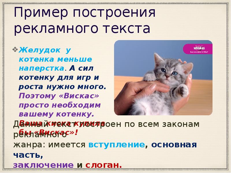 Что можно маленьким котятам