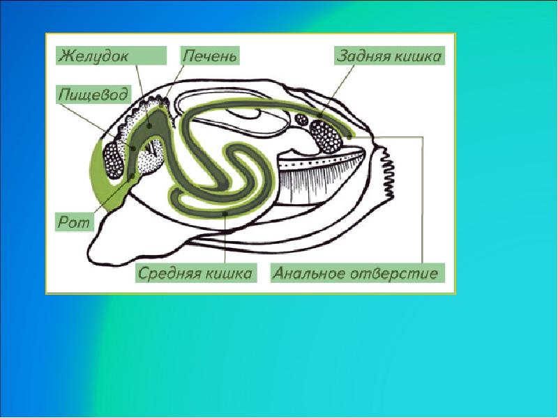 Нервная система двустворчатых моллюсков. Двустворчатые моллюски пищеварительная система. Класс двустворчатые пищеварительная система. Моллюски строение пищеварительной системы. Пищеварительная система класса двустворчатых моллюсков.