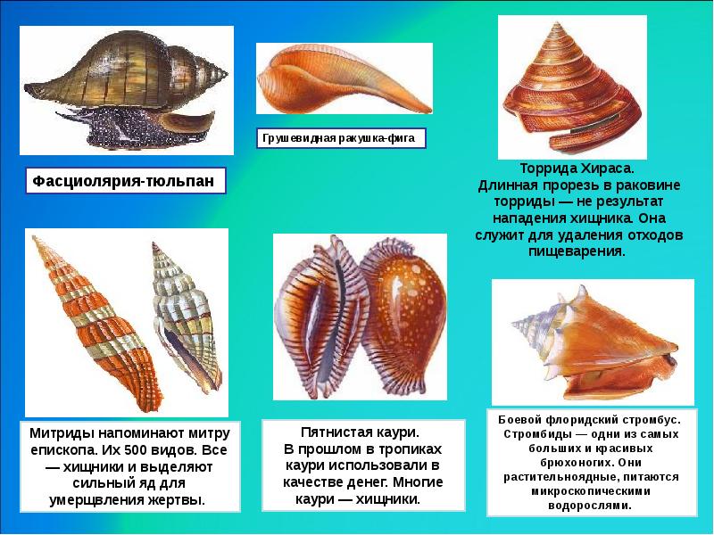 Какие виды моллюсков. Типы раковин брюхоногих моллюсков. Форма раковины брюхоногих моллюсков. Раковины моллюсков с названиями. Формы раковин моллюсков названия.