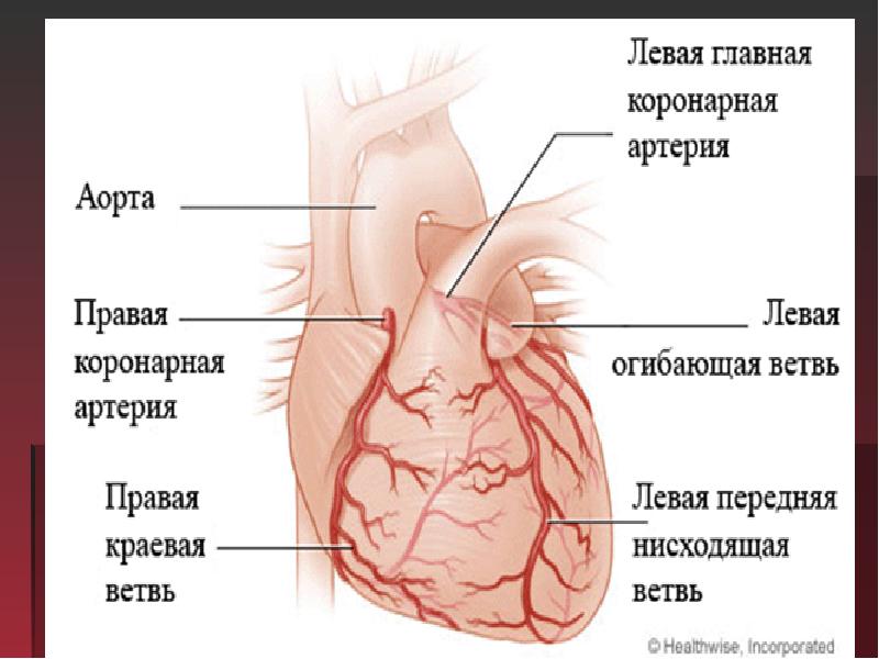 Коронарные артерии где находятся у человека фото