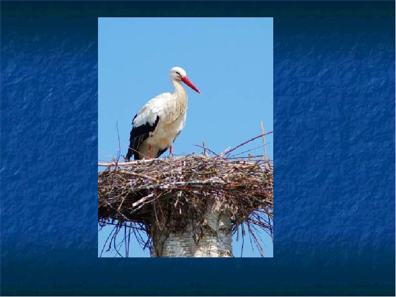 Включить песню аист на крыше. Включить песню аист на крыше. Аист на крыше фон. Включить песню аист на крыше. Аист на крыше песня.