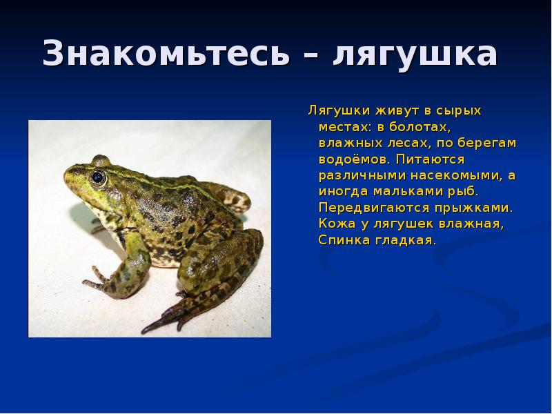 Проект лягушки и жабы