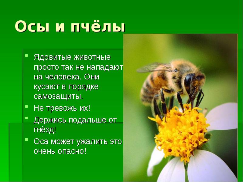 Пчела от земли до неба. Лесные опасности для человека окружающий мир 2 класс. Пчела по окружающему миру. Пчела для 2 класса по окружающему. Лесные опасности 2 класс окружающий мир.