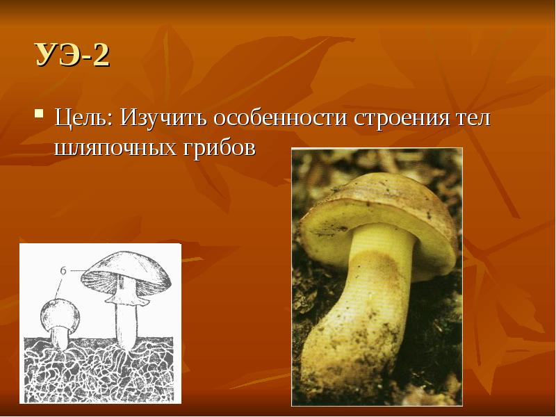Характеристика шляпочных грибов. Строение шляпочных грибов 6 класс. Строение шляпочного гриба. Особенности строения шляпочных грибов. Шляпочные грибы 7 класс биология.