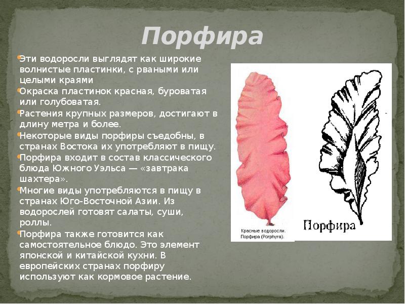 Характеристика красных водорослей. Красные водоросли порфира рисунок. Сообщение о водоросли порфира. Докдод про. Прйира водросли. Порфира Тип таллома.