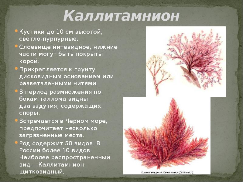 Красные водоросли презентация