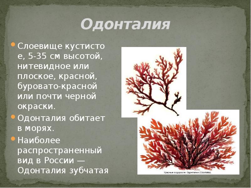 Красные водоросли презентация