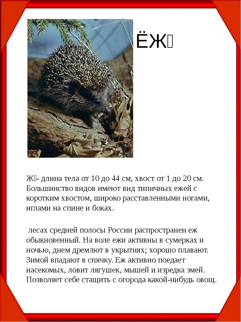Еж из красной книги россии фото и описание
