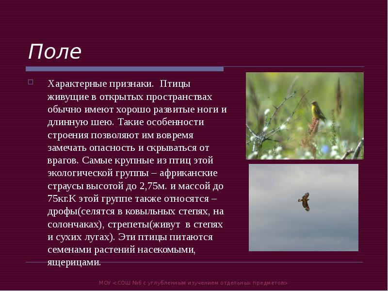 Птицы характеристика. Характерные признаки птиц. Отличительные признаки птиц. Характерные особенности типичные птицы. Что характерно для птиц.