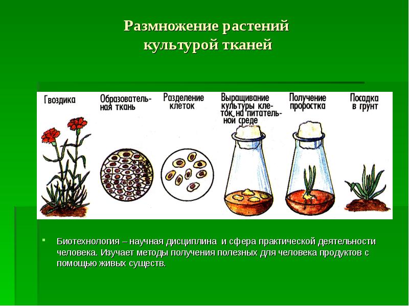 Культура тканей. Культура тканей вегетативное размножение. Размножение культурой тканей это бесполое. Вегетативное размножение растений культурой тканей. Размножение растений методом культуры тканей.