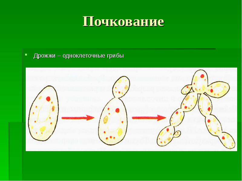 Одноклеточные грибы рисунок