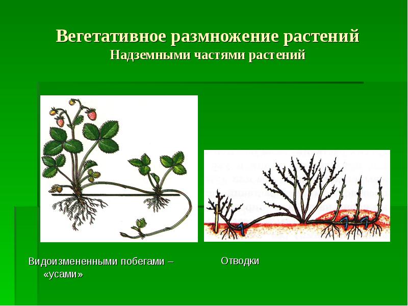 Вегетативное размножение рисунок