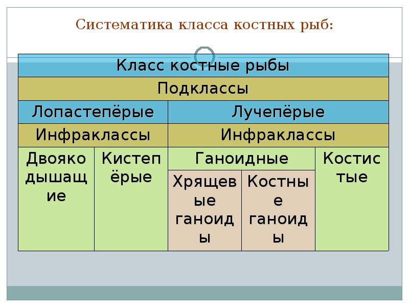 Основные систематические группы рыб презентация 7 класс