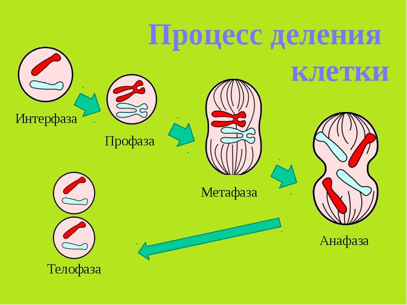 Интерфаза профаза метафаза. Митоз интерфаза профаза метафаза анафаза. Профаза анафаза телофаза. Профаза метафаза анафаза телофаза. Интерфаза препрофаза профаза метафаза анафаза Телофаха.