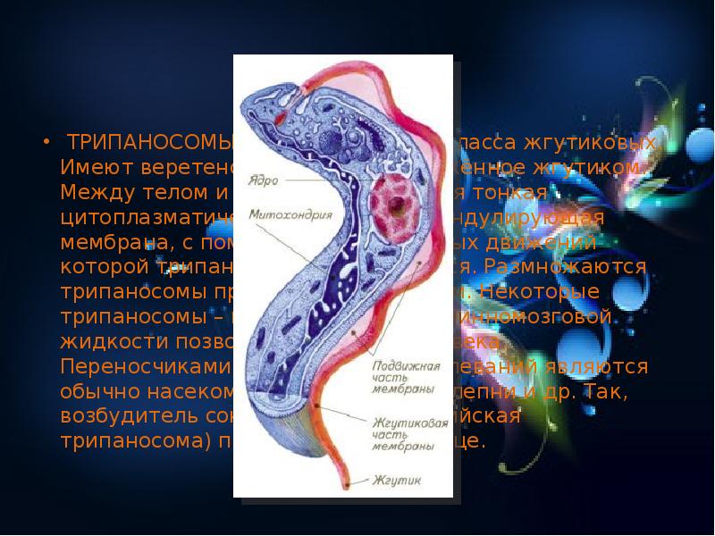 На рисунке изображено одно из проявлений жизнедеятельности трипаносомы какое общее свойство живых