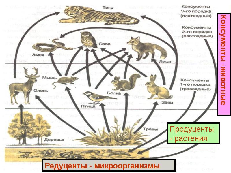 Изображенная на схеме пищевая сеть состоит только из пастбищных цепей и не включает паразитов