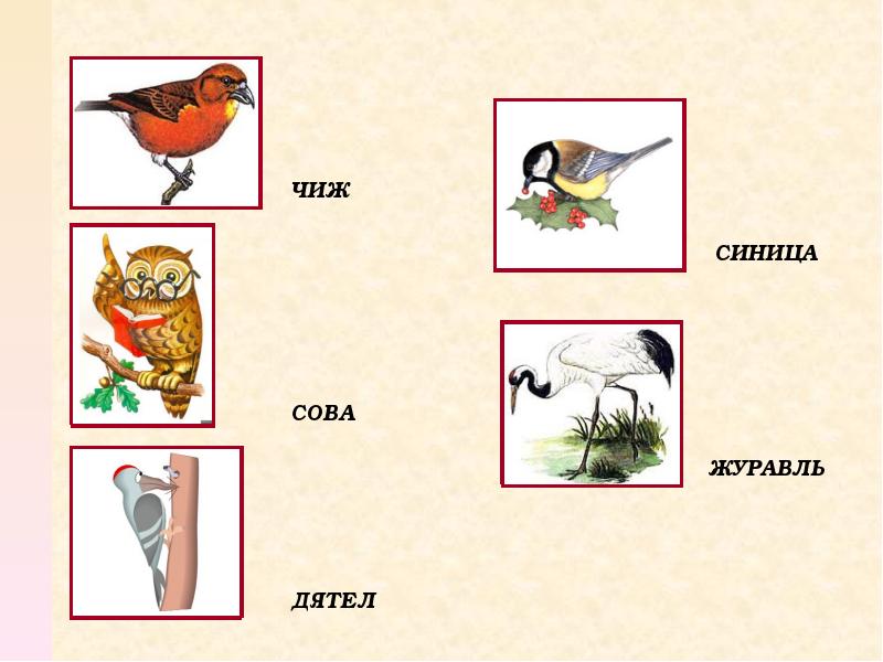Семейство букв 6 букв. Сова синица звуковые схемы. Подбери признак к этим предметам курица, дятел , журавль. Три вида людей , журавль , Сова и. Чего чижи из карту.