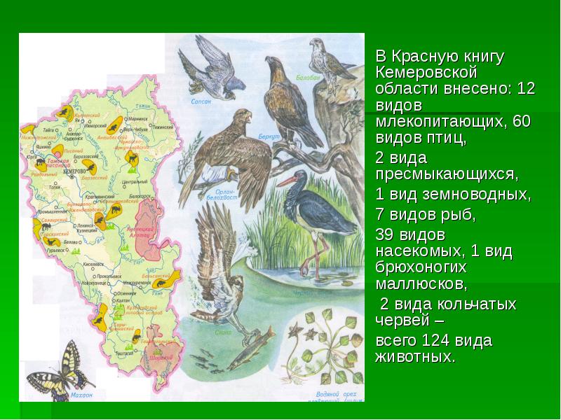 Карта растительности кемеровской области