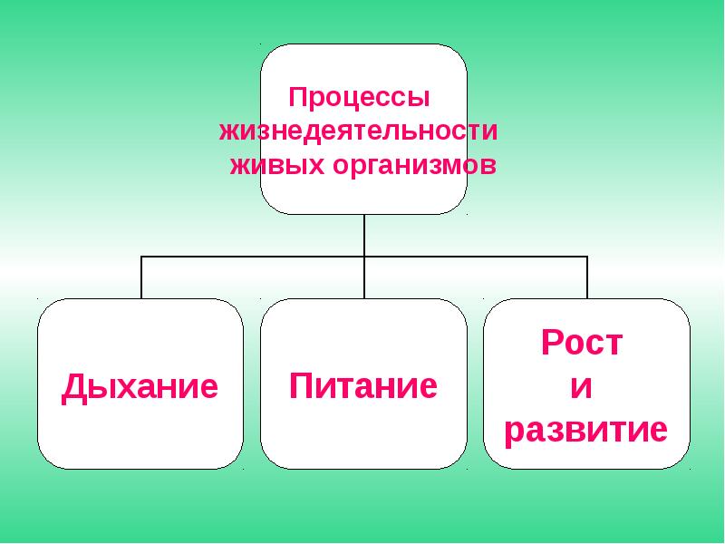 Растения живые существа