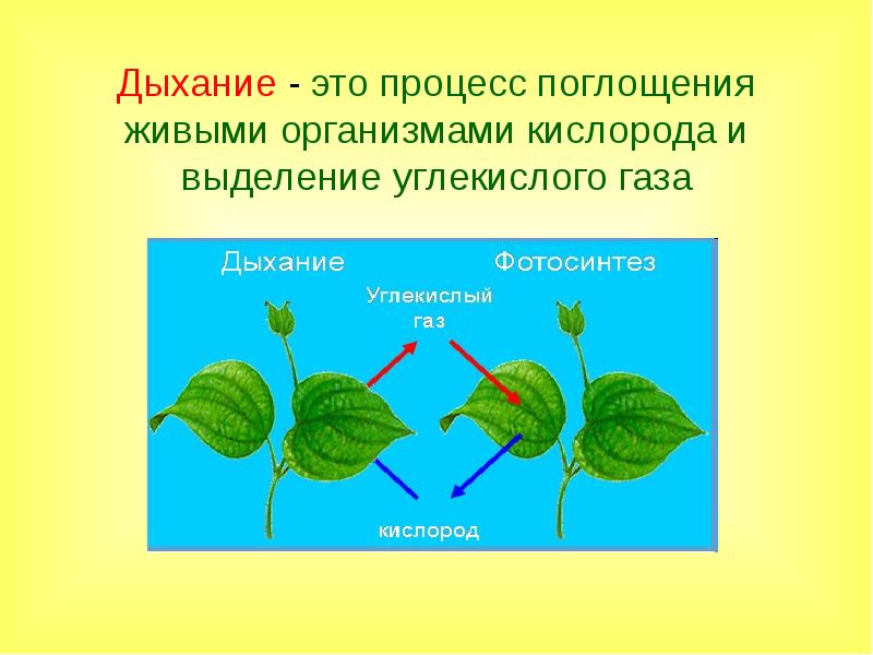 При дыхании организм человека получает энергию. Процесс дыхания живых организмов. Органы дыхания растений. Дыхание это процесс поглощения.