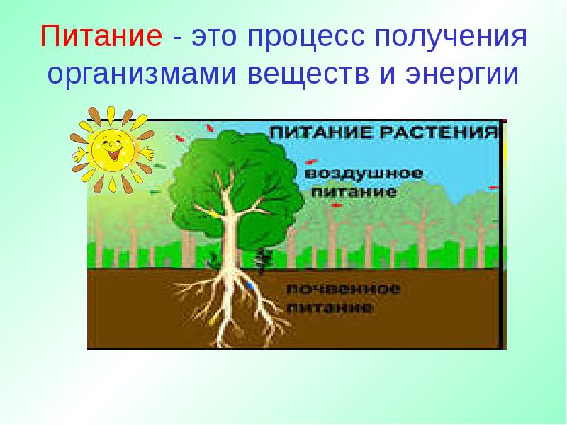 В этом процессе получают. Растение живой организм. Растения живые существа. Растения живой организм 3 класс. Питание это процесс получения организмом.