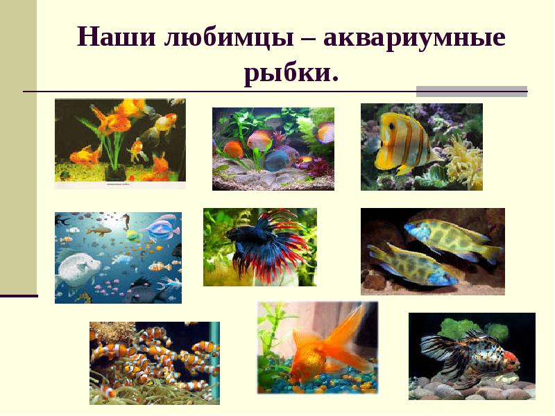 Проект аквариумные рыбки