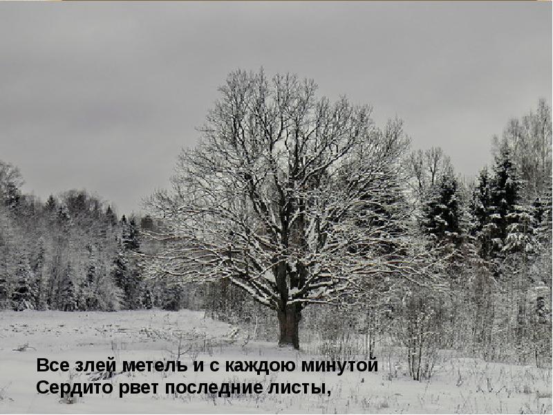 В феврале далеко до весны ибо там. Учись у них у дуба у березы Фет. Всё злей метель и с каждою минутой сердито рвет последние листы,. Дуб и береза. Иллюстрация к стиху учись у них у дуба у березы.