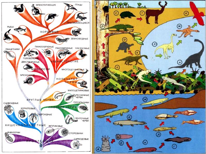 Происхождение животных основные этапы эволюции животного. Эволюция животных на земле.