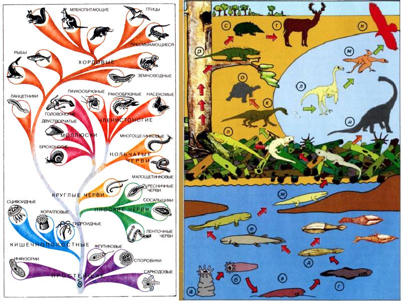 Этапы эволюции животных. Эволюция животного мира. Эволюция животных на земле. Историческое развитие животного мира. Эволюция живого мира на земле.