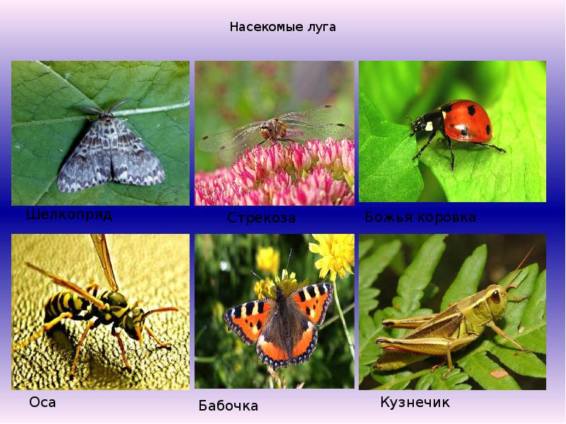 Сообщество насекомых. Луговые насекомые названия. Насекомые Луга 3 класс. Насекомые живущие на лугу. Насекомые Луга презентация.